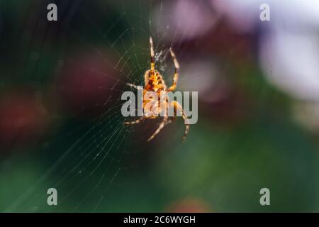 Kleine Spinne Makro auf einem Netz aufgenommen Stockfoto