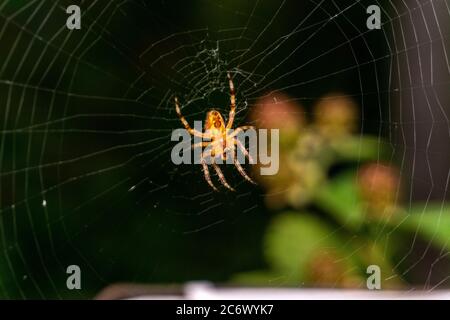 Kleine Spinne Makro auf einem Netz aufgenommen Stockfoto