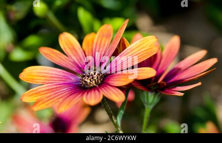 Osteospermum Purple Sun Stockfoto