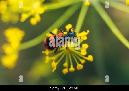 Trichodes apiarius Makro auf einer Blume geschossen Stockfoto