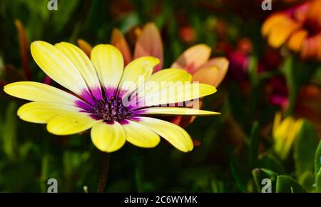 Osteospermum Kap Ringelblume/Regen Daisy Stockfoto