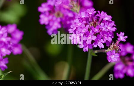 Verbena rigida 'Venosa' Stockfoto