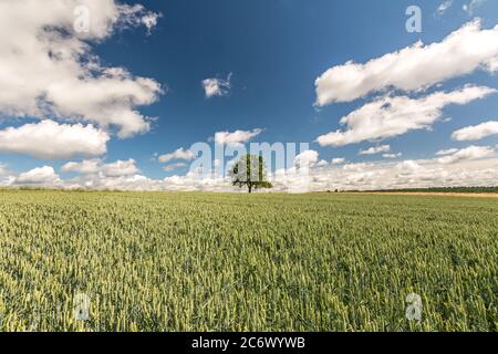 Einsamer Baum auf einem weiten Kornfeld unter dramatischem Himmel im Sommer Stockfoto