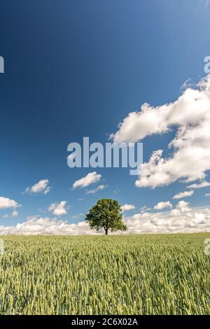 Die vertikale Aufnahme des einsamen Baumes auf dem breiten Kornfeld unter dem dramatischen Himmel im Sommer Stockfoto
