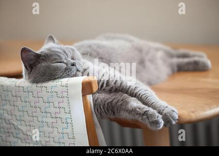 Nette graue Katze, die ihren Kopf auf der Rückseite eines Stuhls ruht. Stockfoto