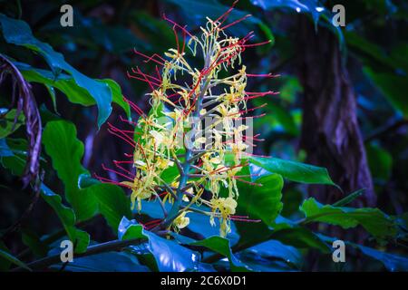 Wilde gelbe Blume aus dem Wald von Nepal Stockfoto