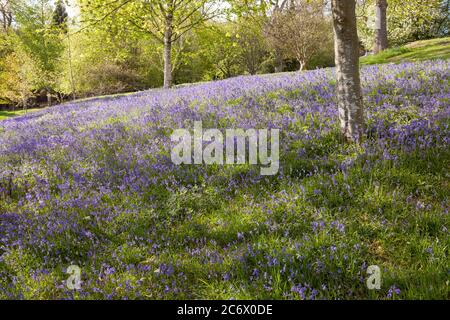 Bluebells in Emmets Garden in Kent. Stockfoto