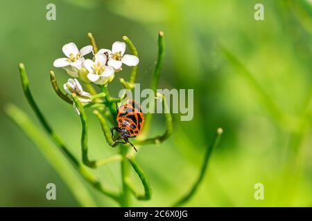 Nahaufnahme eines Feuerbugs (Pyrrhocoris apterus), der auf einer Blume im Wald sitzt Stockfoto