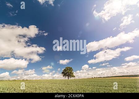 Einsamer Baum auf einem weiten Kornfeld unter dramatischem Himmel im Sommer mit szenischen Lichtreflexen Stockfoto
