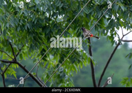 Rot belüftete Bulbul sitzende elektrische Kabel Stockfoto