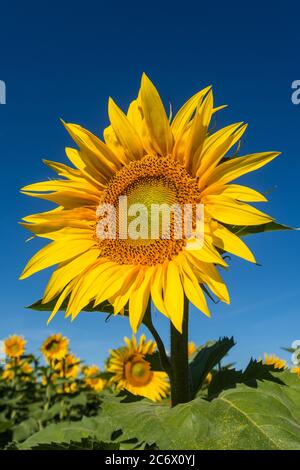 Sonnenblume gegen blauen Himmel - Frankreich. Stockfoto