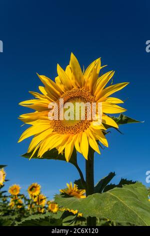 Sonnenblume gegen blauen Himmel - Frankreich. Stockfoto