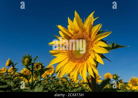 Sonnenblume gegen blauen Himmel - Frankreich. Stockfoto