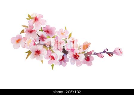 Aquarell blühender Aprikosen- oder Sakura-Baum-Zweig mit Blüten, Blättern und Knospen isoliert auf weißem Hintergrund Stockfoto
