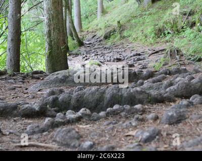 Große dicke Wurzeln von Bäumen über einen Weg in einem Wald Stockfoto