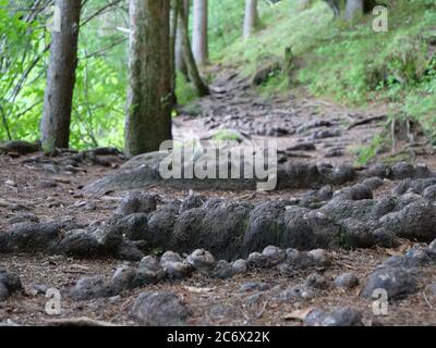 Große dicke Wurzeln von Bäumen über einen Weg in einem Wald Stockfoto