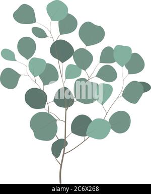 Eukalyptus Silber Dollar Baum Zweig mit grünen Blättern. Grün, Laub natürliche Blätter Zweige handgezeichnete Dekoration in einfachen flachen Stil Stock Vektor