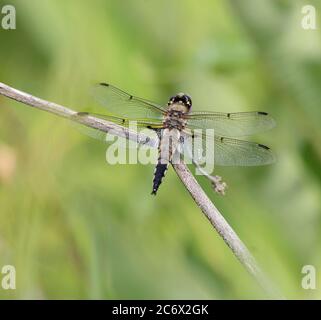 Eine Nahaufnahme einer vier-Punkte-Skimmer-Libelle ( Anisoptera) auf einem Zweig mit grünem Hintergrund Stockfoto