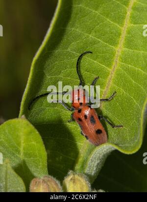 Eine Nahaufnahme eines roten Milchkäfer (Tetraopes tetrophthalmus), der sich in einem grünen Milchkäfer versteckt Stockfoto