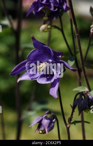 Aquilegia Biedermeier, blau violette Sorte Stockfoto