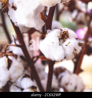 Baumwollbolls auf einem Stamm oder Zweig. Quadratisches Rahmenformat. Stockfoto