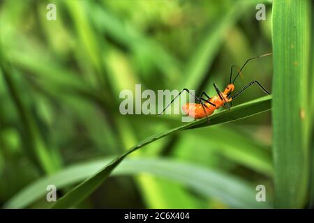 Melkweed Assassin Bug. Stockfoto