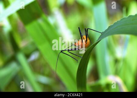 Melkweed Assassin Bug. Stockfoto