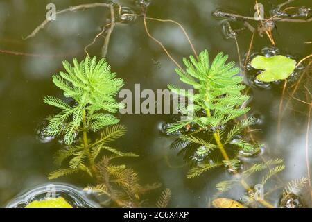 Papageienfeder (Papageienfeder, Myriophyllum aquaticum) invasive nicht-native Teichpflanze, Großbritannien Stockfoto