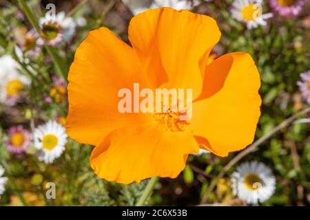 Gelbe Poppie Blume Nahaufnahme Stockfoto