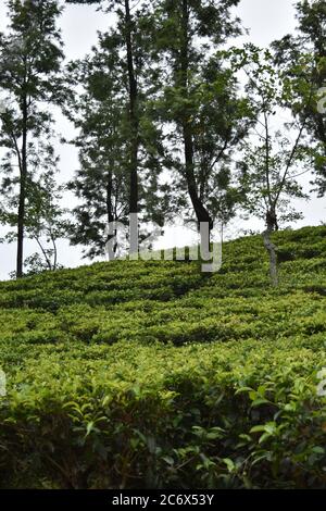 Der Riverston Peak in den zentralen Hügeln von Sri Lanka kann durch Reisen rund 178 km von Colombo erreicht werden. Riverston bietet einige der besten Aussichten auf die umliegende Landschaft; in dem Maße, dass es die Mini World's End genannt wird. Die Gegend bietet die natürliche Schönheit Sri Lankas: Frisch, grün und unverschmutzt von Händlern, Touristen, Müll und unansehnlichen Gebäuden. Stockfoto
