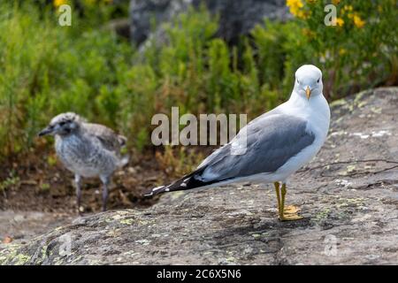 Jungmöwe und Erwachsene gemeine Möwe (Larus canus) oder Möwe oder Meermau Stockfoto