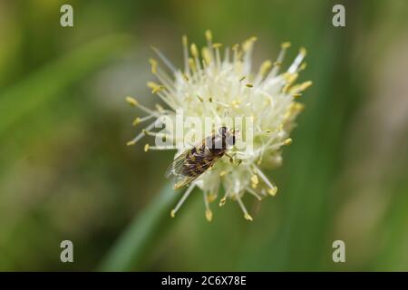 Weibliche Schwebefliege Eupeopedes corollae der Familie Syrphidae auf blassen Schnittlauch-Blüten (Allium schoenoprasum), Familie Amaryllidaceae. Frühling, ein holländischer Garten Stockfoto