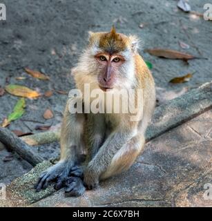 Krabbenfressende Makaken (Macaca fascicularis) oder Langschwanzmakaken, Penang-Nationalpark, Teluk Bahang, Penang, Malaysia Stockfoto
