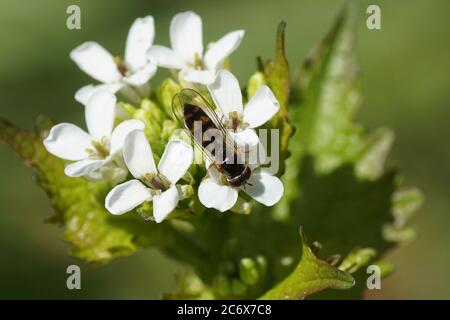 Weibliche Schwebfliege Melanostoma scalare der Familie Syrphidae auf Blüten von Knoblauchsenf (Alliaria petiolata). Familie Brassicaceae oder Cruciferae. Feder Stockfoto