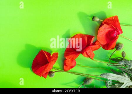 Leuchtend rote Mohnblumen isoliert auf grünem Hintergrund. Nahaufnahme, Draufsicht, flache Lage, Kopierbereich Stockfoto