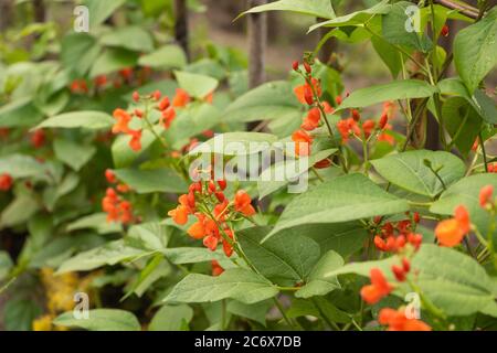 Bohnenkultur mit roten Blüten. Bohne blüht im Garten Stockfoto