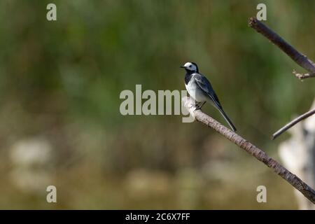 Bachstelze (Motacilla Alba) Stockfoto