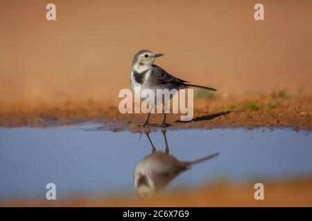 Bachstelze (Motacilla Alba) Stockfoto