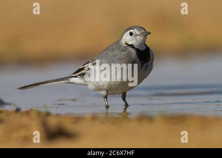 Bachstelze (Motacilla Alba) Stockfoto