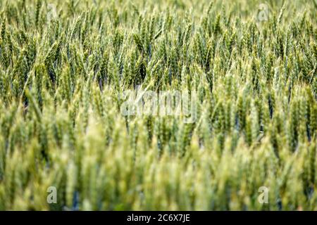 Wunderschöner Cousrizide-Hintergrund. Grüne Weizenfeld-Textur Stockfoto