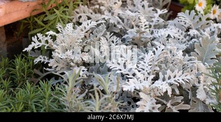 Nahaufnahme der Artemisia stelleriana Pflanze. Es hat eine hellgrüne Farbe. Stockfoto