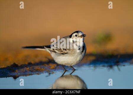 Bachstelze (Motacilla Alba) Stockfoto