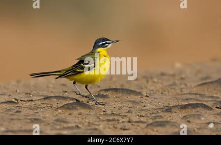 Erwachsene männliche Blaustelze (M. f. flava) Stockfoto
