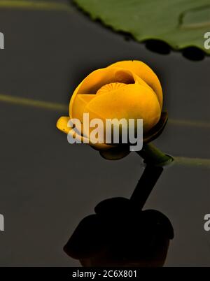 Gelbe Wasserlilie, Nuphar lutea, oder Weinbrand-Flasche, ist eine Wasserpflanze der Familie Nymphaeaceae Stockfoto