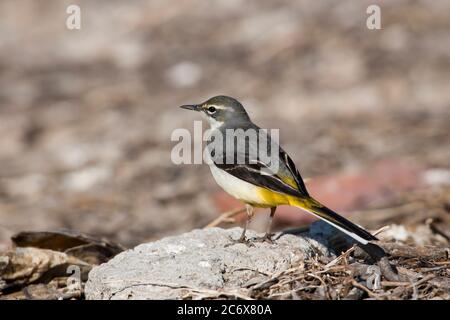 Graue Bachstelze (Motacilla cinerea) Stockfoto