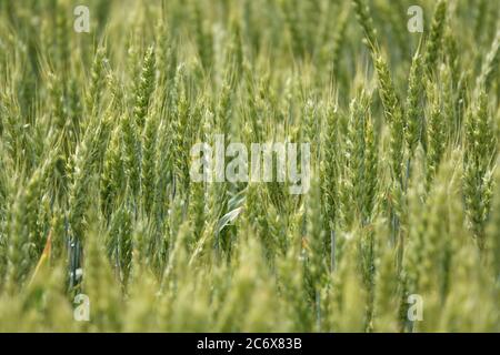 Wunderschöner Cousrizide-Hintergrund. Grüne Weizenfeld-Textur Stockfoto