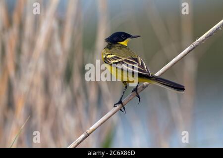 Schwarzkopfstelze Motacilla flava feldegg Stockfoto