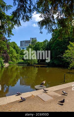 Bromley (Großraum London), Kent, Großbritannien. Church House Gardens im Zentrum von Bromley hat Bäume und einen See mit Tauben und einer ägyptischen Gans. Stockfoto