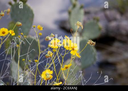 Gelbe Wildblumen wachsen vor einem Kaktus aus Prickly Pear am Ufer des Canyon Lake, Arizona. Stockfoto