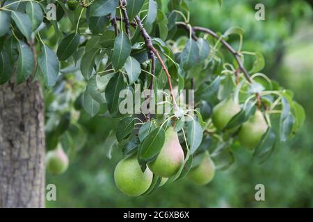 Reife Birnen auf einem Baum im Garten auf dem Bauernhof. Ökologischer Landbau. Reife süße Birnenfrüchte wachsen auf einem Birnenbaum Zweig im Obstgarten Stockfoto